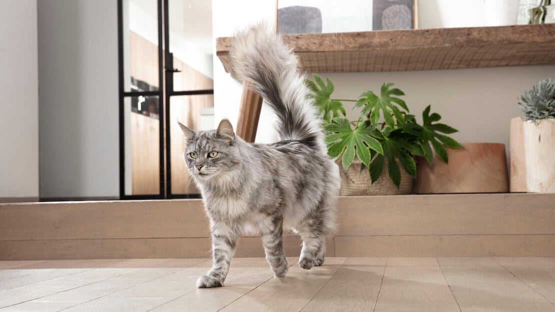 PURINA® One hrana za mačke