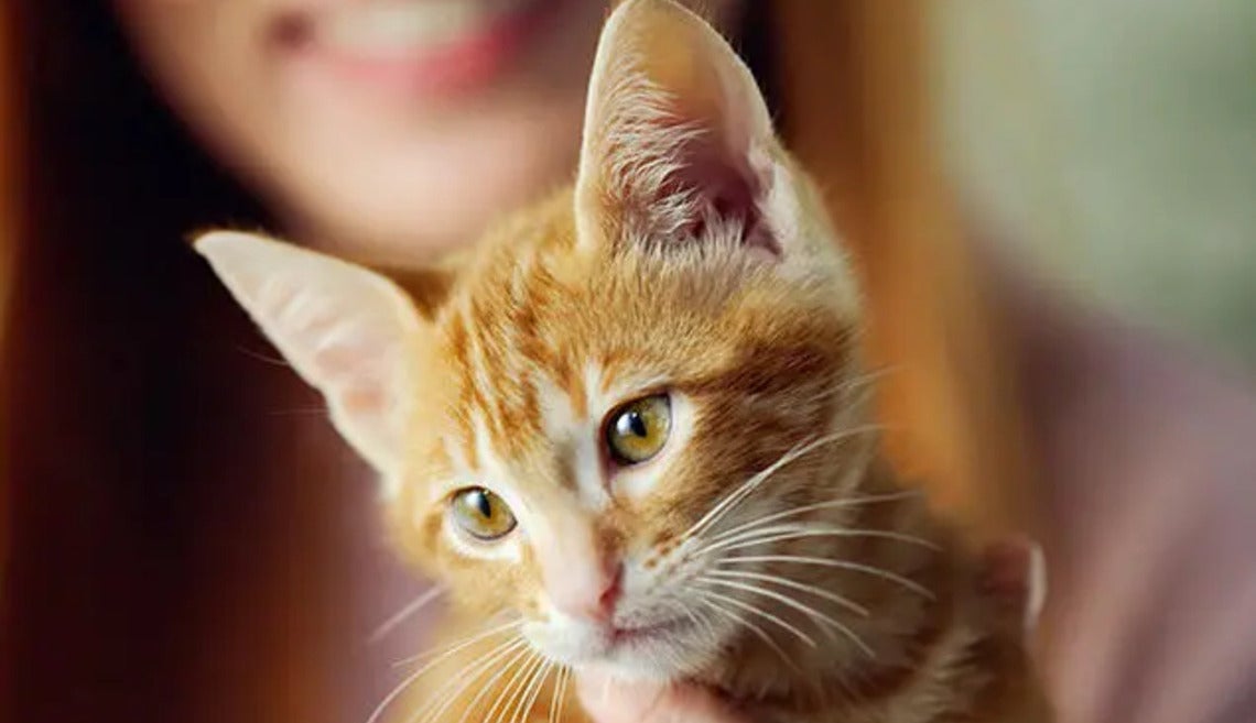 Friskies Cat posebne potrebe
