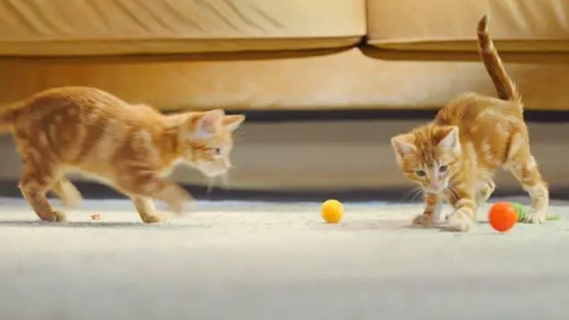 Friskies Cat za notranje mačke