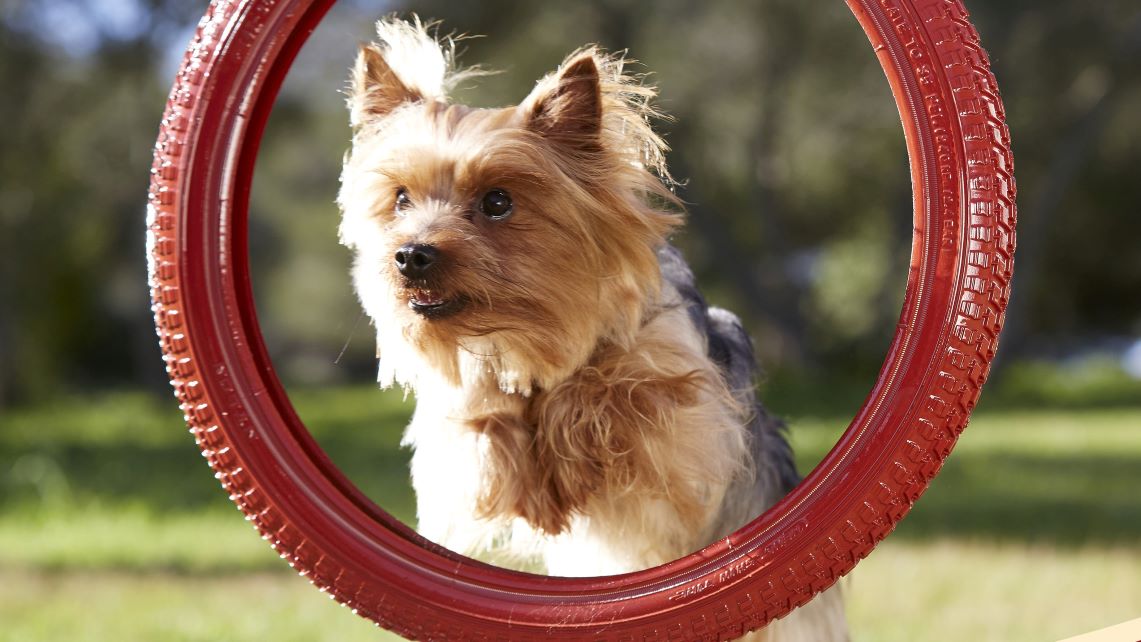 PURINA ONE MINI ACTIVE