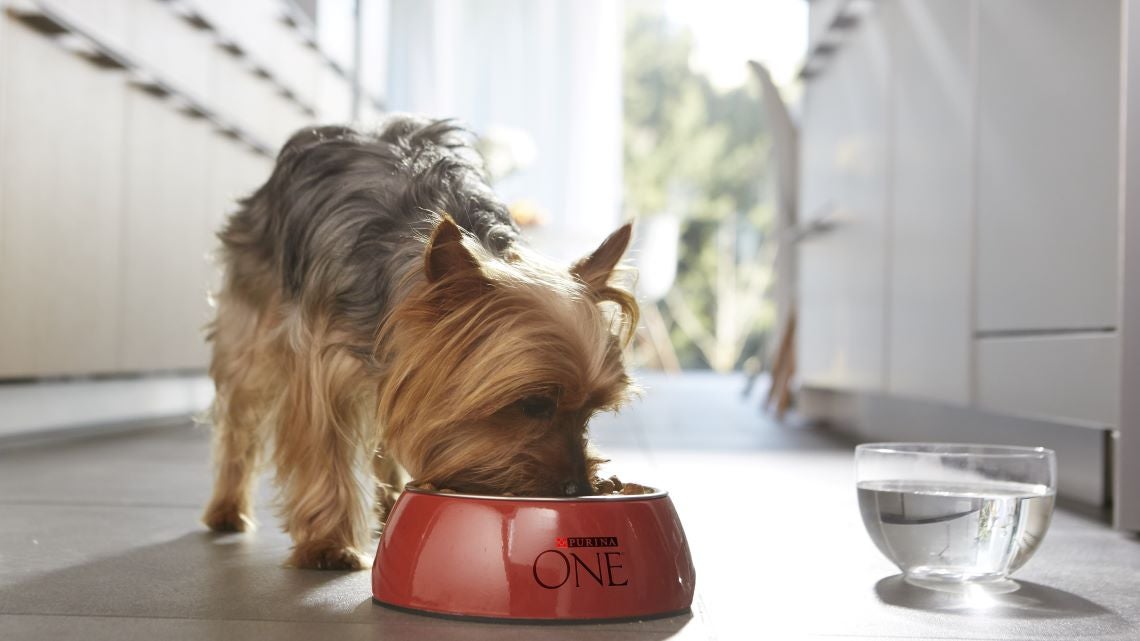 PURINA ONE MINI ADULT
