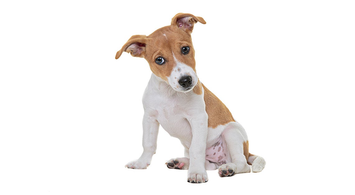 Dog Chow hrana caine junior