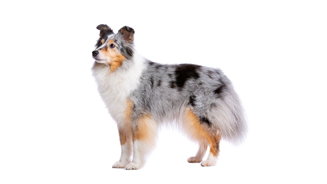 Dog Chow hrana caine Adult