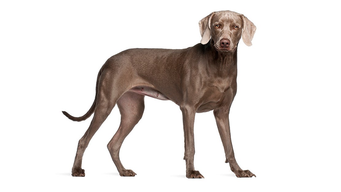 Dog Chow hrana caine Senior