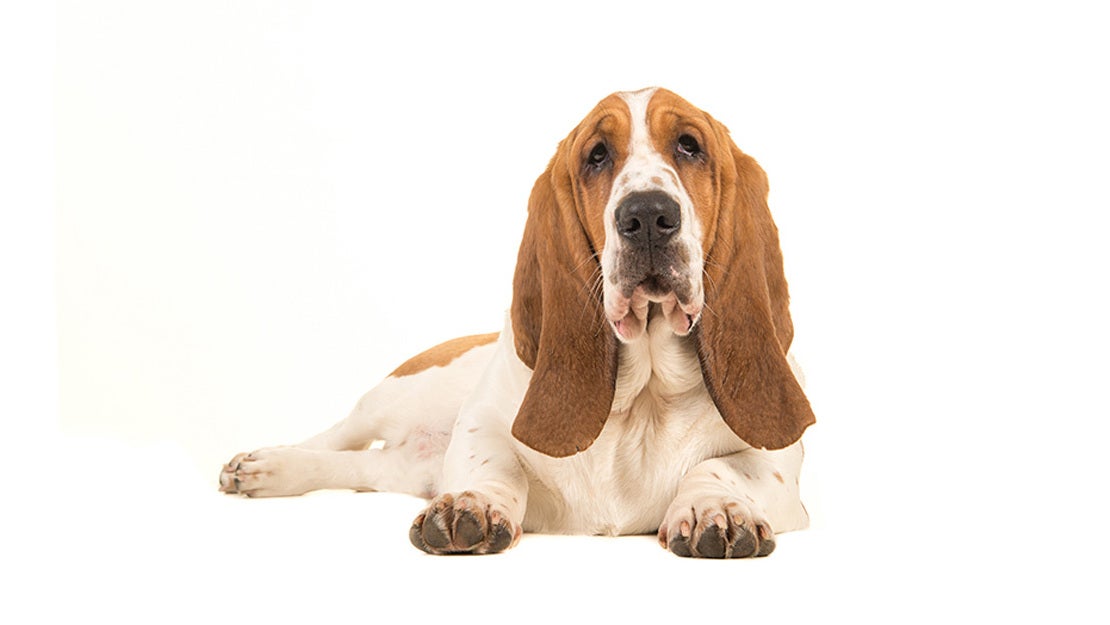 Dog Chow hrana caine nevoi speciale