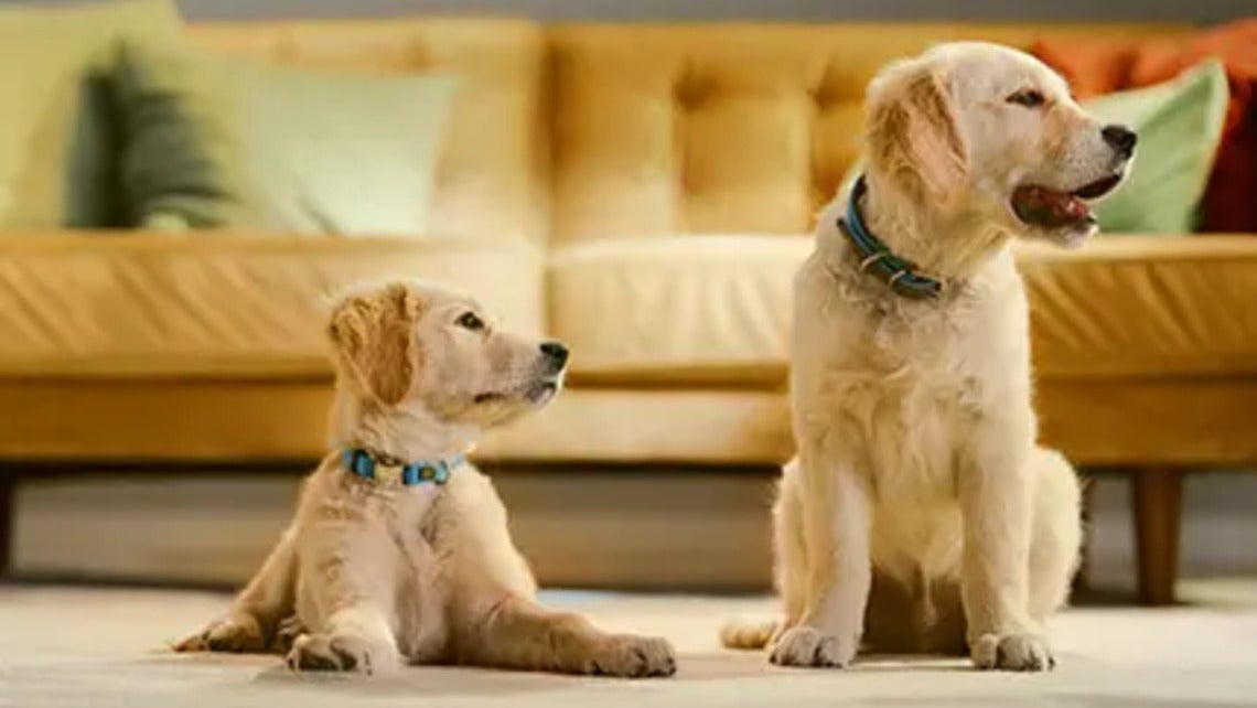 Friskies Dog posebne potrebe