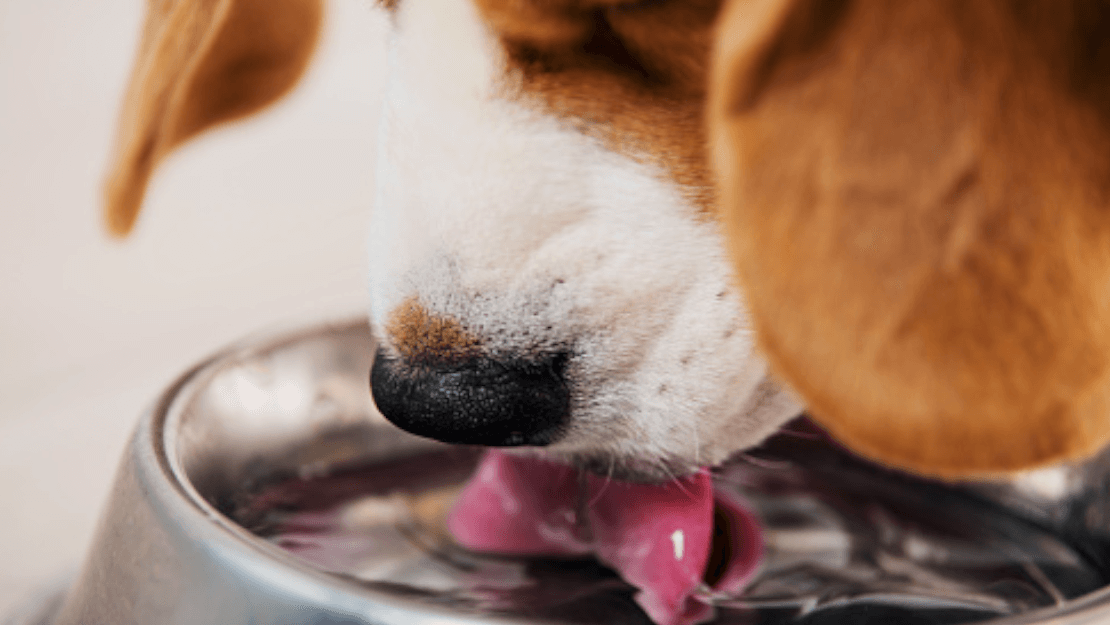 Hrana za pse PURINA PRO PLAN