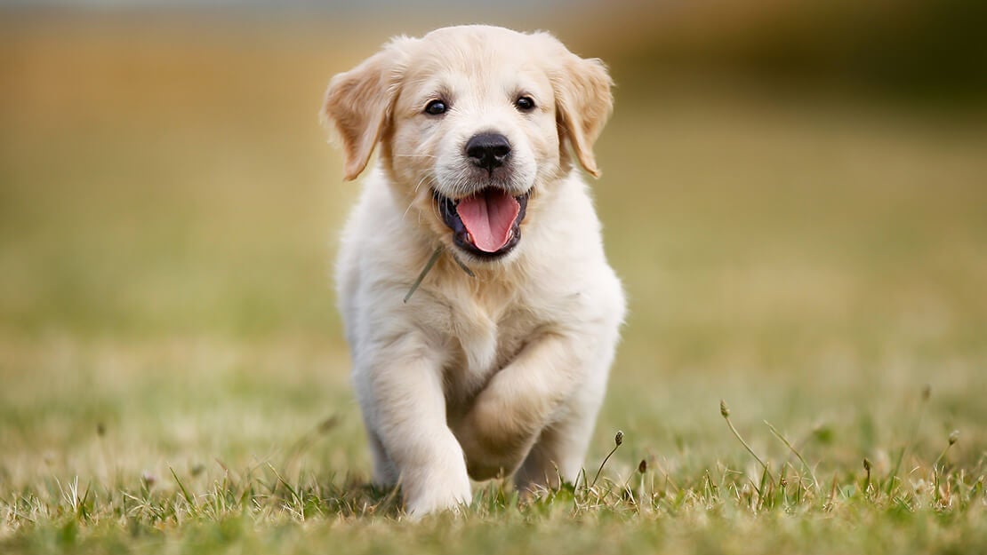 PURINA PRO PLAN Junior
