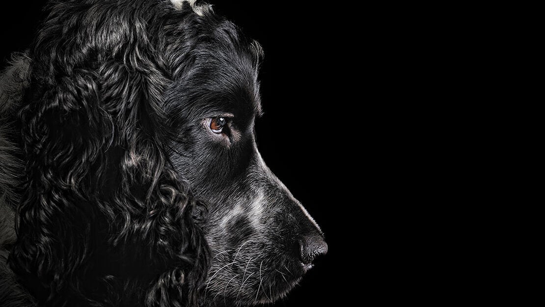 PURINA PRO Senior