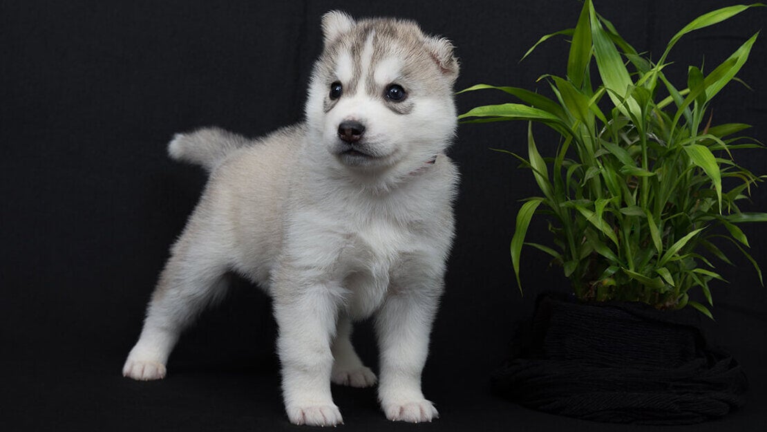 PURINA PRO PLAN za posebne potrebe