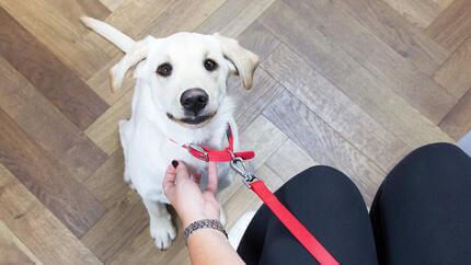 kuža gleda lastnika v čakalnici veterinarja