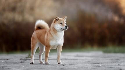 Japonski shiba inu hodi v parku