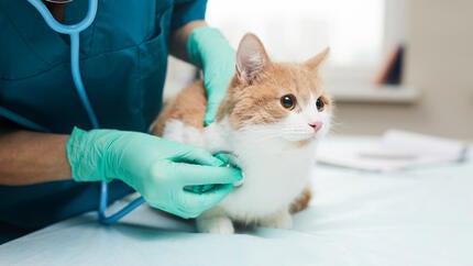 Mačka na pregledu pri veterinarju