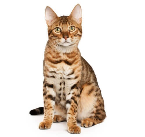 Bengalka