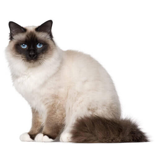 Birmanska