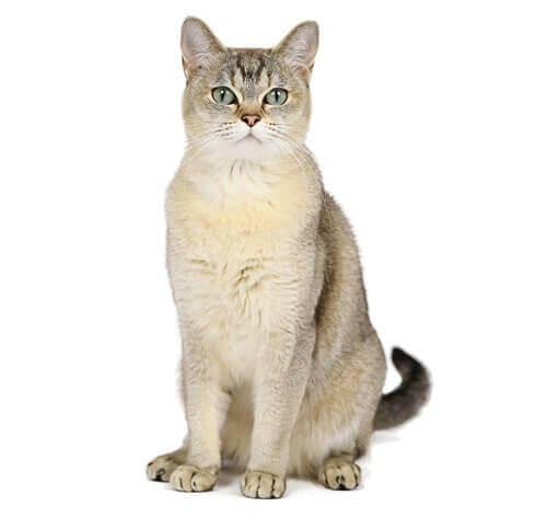 Burmilka