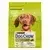 dog chow