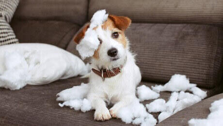 Jack Russell trga blazino