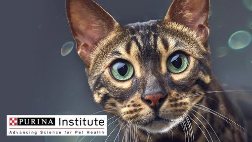 Logotip Inštituta Purina in kat