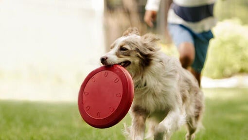 Collie teče s frizbijem