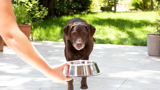 Starejši labrador zunaj dobiva skledo s hrano