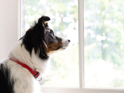 Border Collie gleda skozi okno