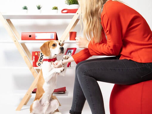Beagle za mizo s škatlami Bonio