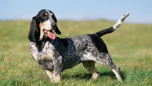 Basset Bleu De Gascogne stoji na igrišču