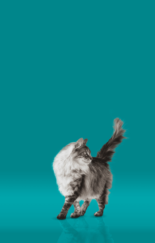 Purina ONE mačka