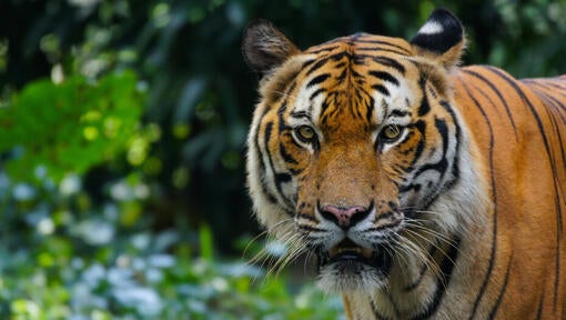 tiger v naravi