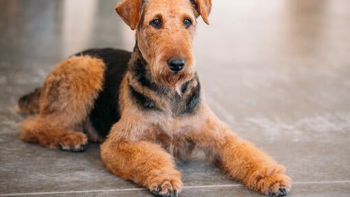 Airedale terier leži na tleh.