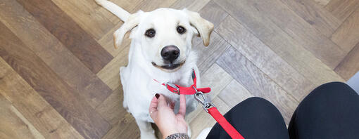 kuža gleda lastnika v čakalnici veterinarja