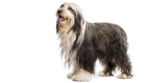 Bradati škotski ovčar (Bearded Collie)
