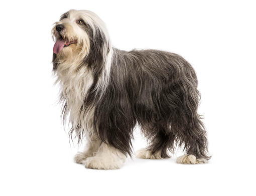 Bradati škotski ovčar (Bearded Collie)