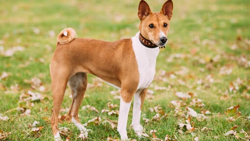 Rjavi basenji stoji na travi.