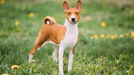 Rjavi basenji stoji na travi.