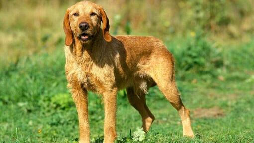Basset Fauve De Bretagne na terenu