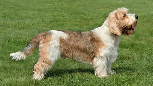 Petit Basset Griffon Vendeen stoji na travi