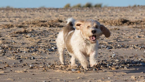 Petit Basset Griffon Vendeen teče