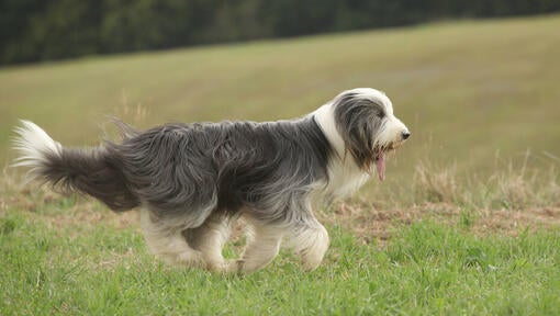 Bearded Collie na terenu