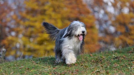 Bearded Collie na sprehodu v gozdu