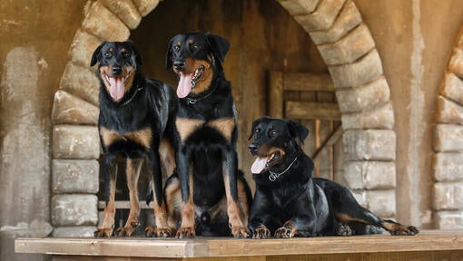 Trije stoječi Beauceroni