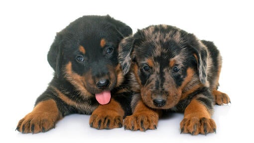 Dva mladička beaucerona