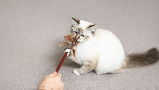 mucka, ki se igra s palico iz perja