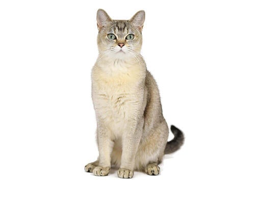 Burmilka