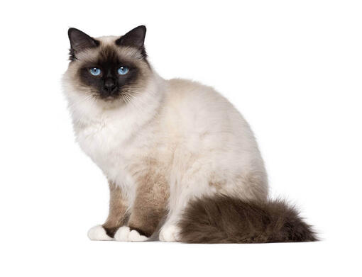 Birmanska