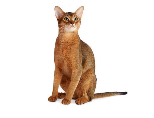 Abyssinian.1