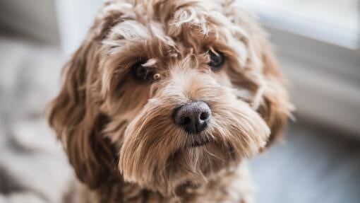 Cockapoo mladiček gleda v kamero
