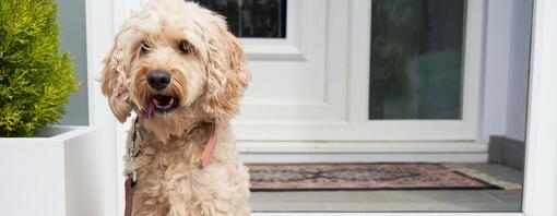 Cockapoo sedi pri vhodnih vratih