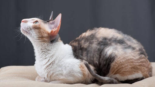 Mačka Cornish Rex leži na kavču